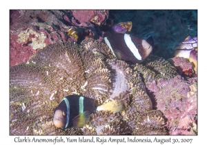 Clark's Anemonefish