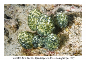 Tunicates