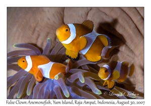 False Clown Anemonefish