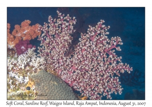 Soft Coral