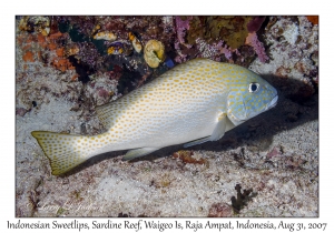 Indonesian Sweetlips