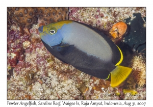 Pewter Angelfish