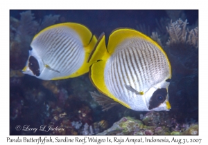 Panda Butterflyfish