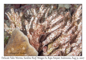 Delicate Tube Worm