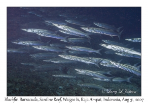 Blackfin Barracuda