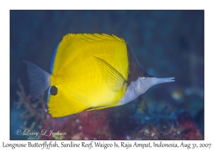 Longnose Butterflyfish