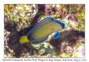 Splendid Dottyback