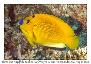 Three-spot Angelfish