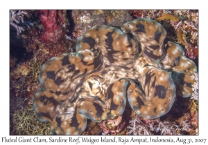 Fluted Giant Clam