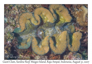 Giant Clam