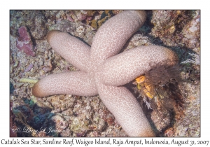 Catala's Sea Star