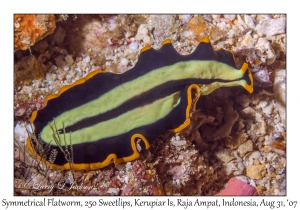 Symmetrical Flatworm