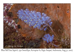 Blue Bell Sea Squirt