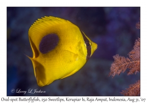 Oval-spot Butterflyfish