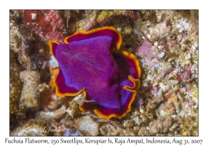 Fuchsia Flatworm