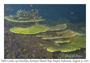 Table Corals