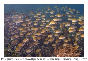 Philippines Chromis