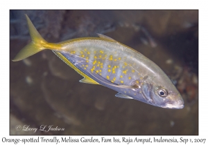 Orange-spotted Trevally variation