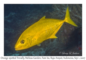 Orange-spotted Trevally