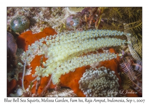 Blue Bell Sea Squirts