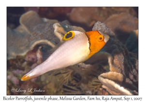 Bicolor (Spotted) Parrotfish juvenile phase