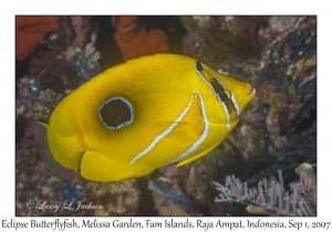 Eclipse Butterflyfish