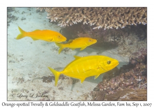 Orange-spotted Trevally & Goldsaddle Goatfish