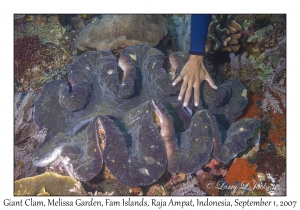 Giant Clam