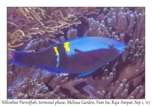 Yellowbar Parrotfish