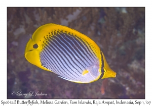 Spot-tail Butterflyfish