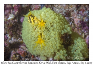 Yellow Sea Cucumbers & Tunicates