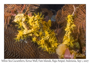 Yellow Sea Cucumbers