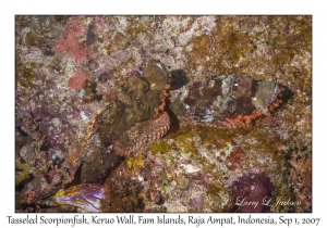 Tasseled Scorpionfish