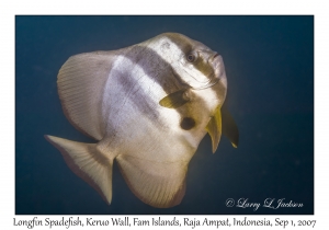 Longfin Spadefish