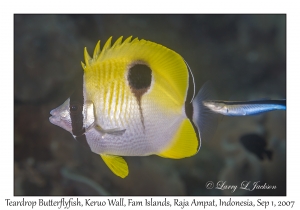 Teardrop Butterflyfish & Bluestreak Cleaner Wrasse