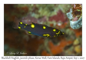 Blackbelt Hogfish juvenile phase