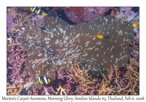 Merten's Carpet Anemone