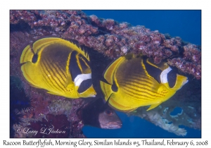 Racoon Butterflyfish