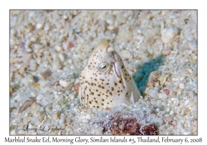 Marbled Snake Eel