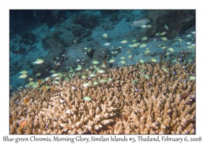 Blue-green Chromis