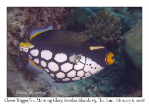 Clown Tirggerfish