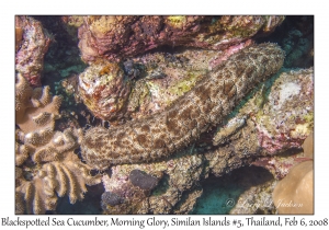 Blackspotted Sea Cucumber