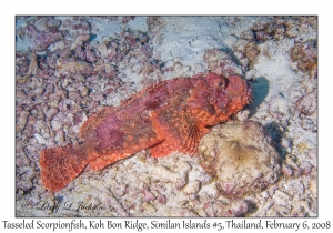 Tasseled Scorpionfish