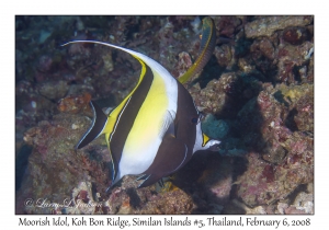 Moorish Idol