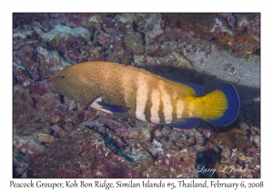 Peacock Grouper