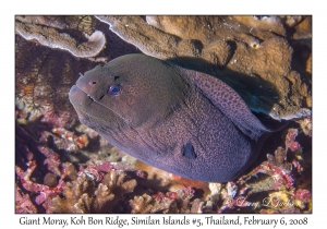 Giant Moray