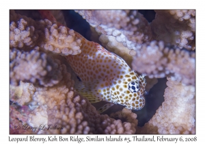 Leopard Blenny