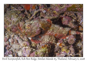 Devil Scorpionfish