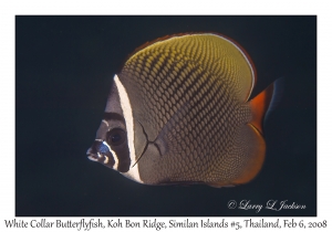 White Collar Butterflyfish