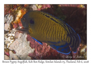 Brown Pygmy Angelfish